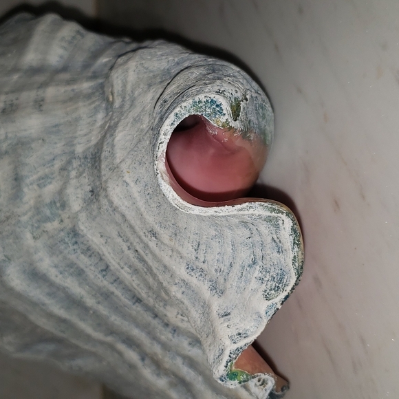 Vintage CONCH Shell - Picture 6 of 9